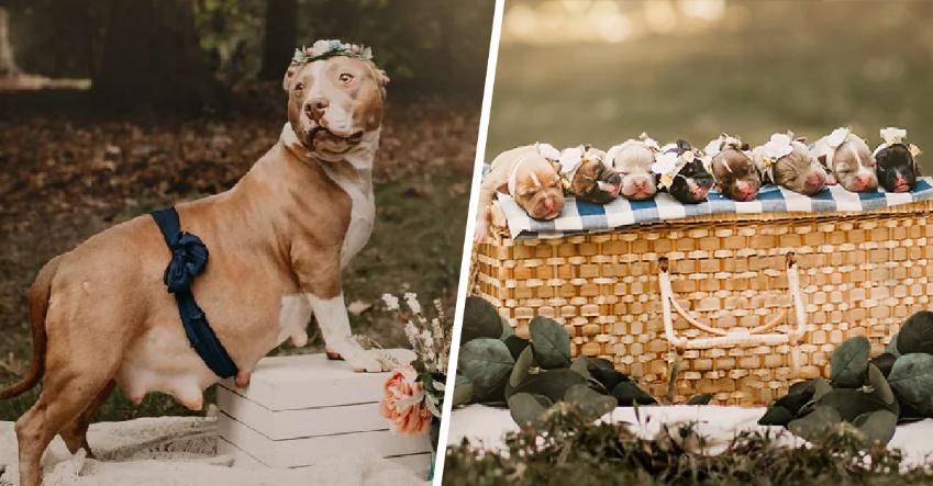 Фотограф сделал очаровательную фотосессию для беременной собаки из приюта