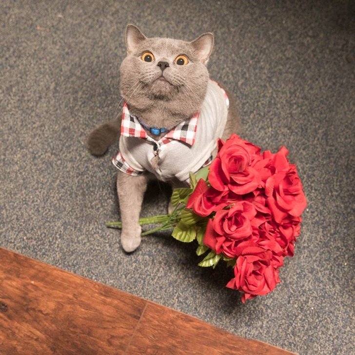 Очаровательный кот стал крестным отцом на свадьбе своего владельца: фото с необычного торжества