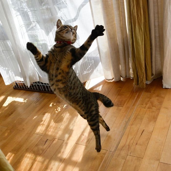 Кто сказал, что коты не умеют танцевать? Забавные фотографии танцующих котов, поднимающие настроение