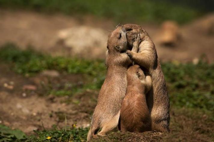 Родительская любовь   она такая: трогательные фото о силе материнской любви в дикой природе