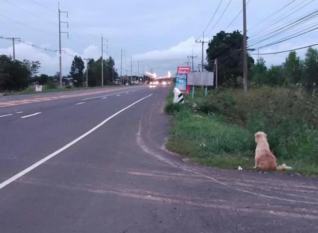 Хатико новая усмань. Дороги собака. Собака ожидающая на дороге. Дорога обочина. Собака ждет хозяина.