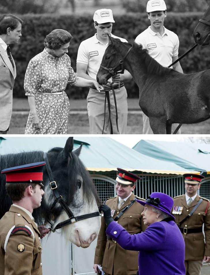 Необычные увлечения членов королевской семьи: хобби по разведению лошадей королевы Елизаветы переросло в бизнес, сколько же она на этом зарабатывает