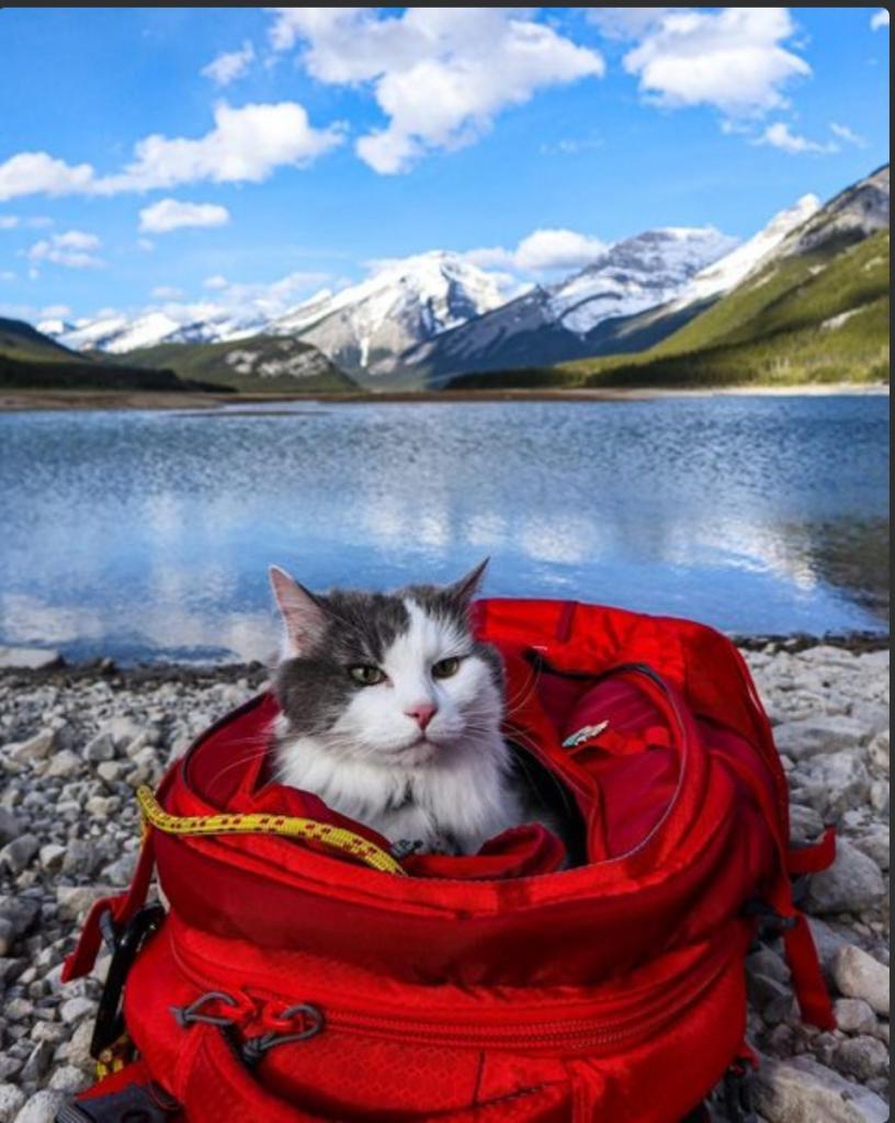 Гэри - кот, который прошел путь от приюта для животных до походов со своими владельцами