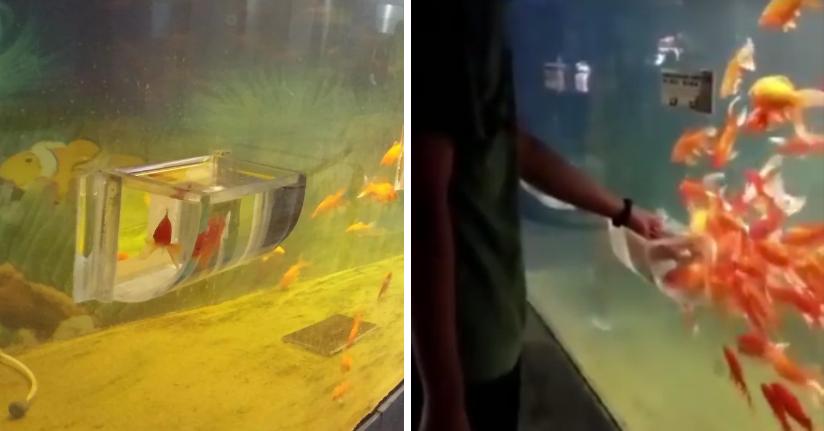 Еще ближе к природе: в Китае создали аквариум, который позволяет прикоснуться к рыбе через специальные отверстия