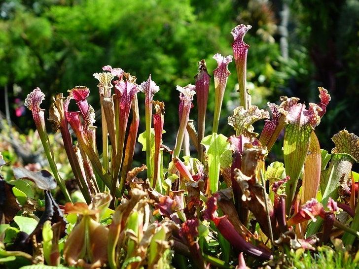 8 красивых плотоядных растений, которые реально вырастить у себя дома: как можно поразить гостей необычным цветком