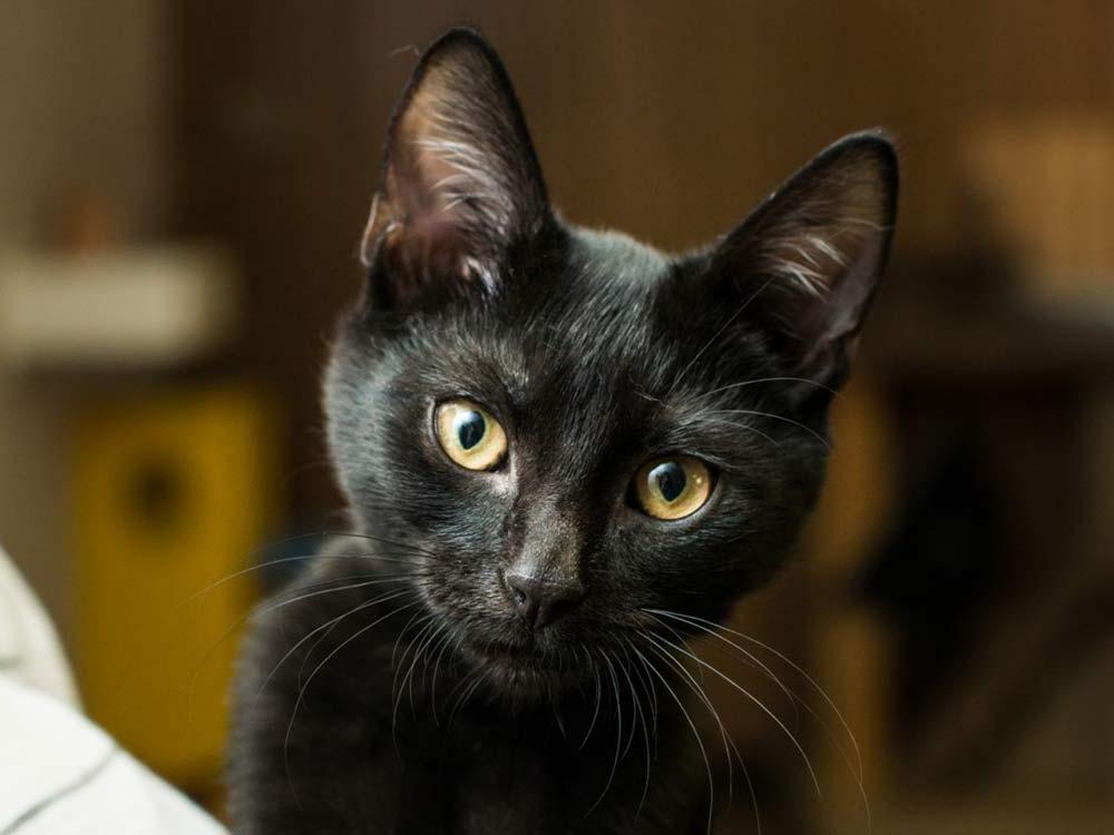 Почему люди избегают черных кошек: истории возникновения распространенных суеверий