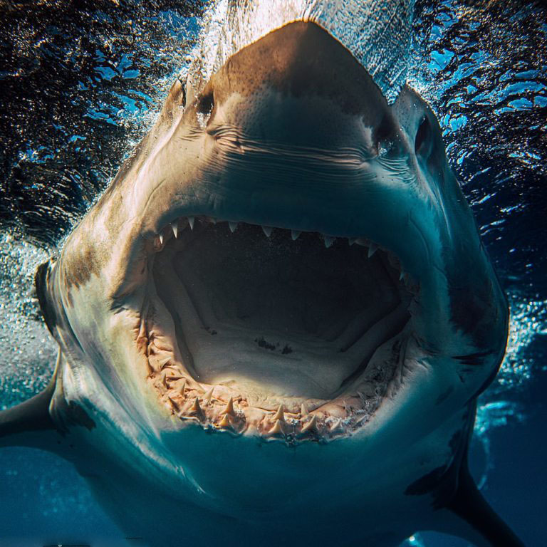Фотограф-натуралист одержим акулами: великолепные фотографии хищников моря это доказывают