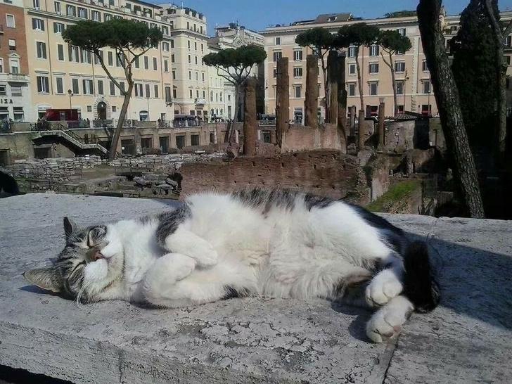 10 удивительных вещей, которые я обнаружила во время поездки в Рим: в этом городе обожают кошек, им отдали целые руины