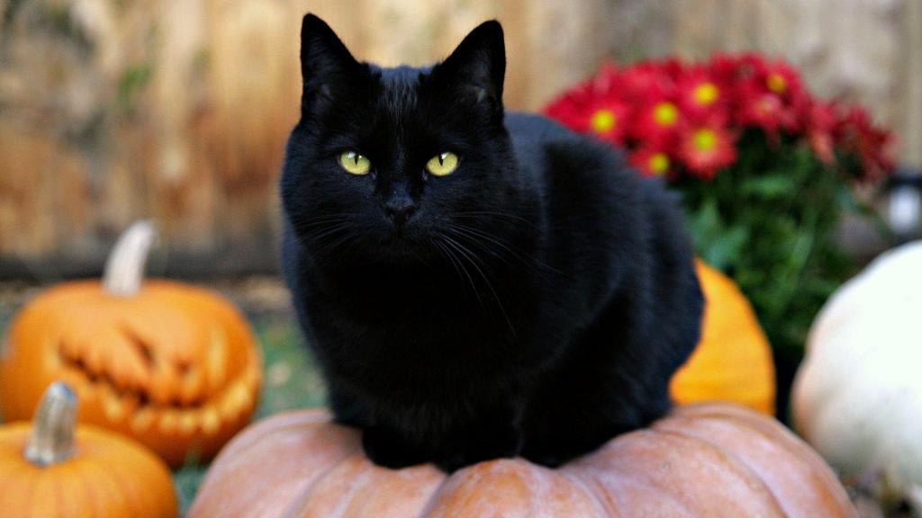 Почему люди избегают черных кошек: истории возникновения распространенных суеверий
