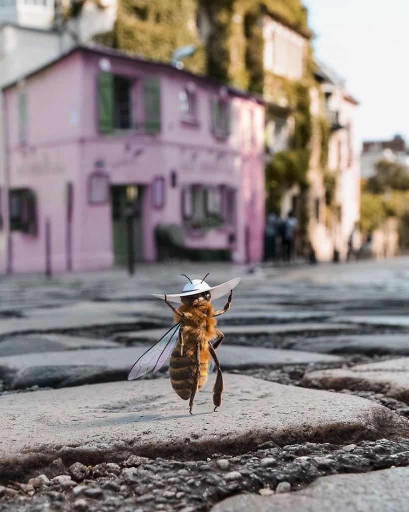 Пчеловод собирает деньги в фонд защиты пчел, публикуя забавные посты в специальном аккаунте в Instagram