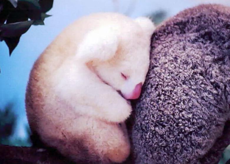 Невозможно оторвать взгляд: 10 фотографий животных альбиносов, которые завораживают своей красотой