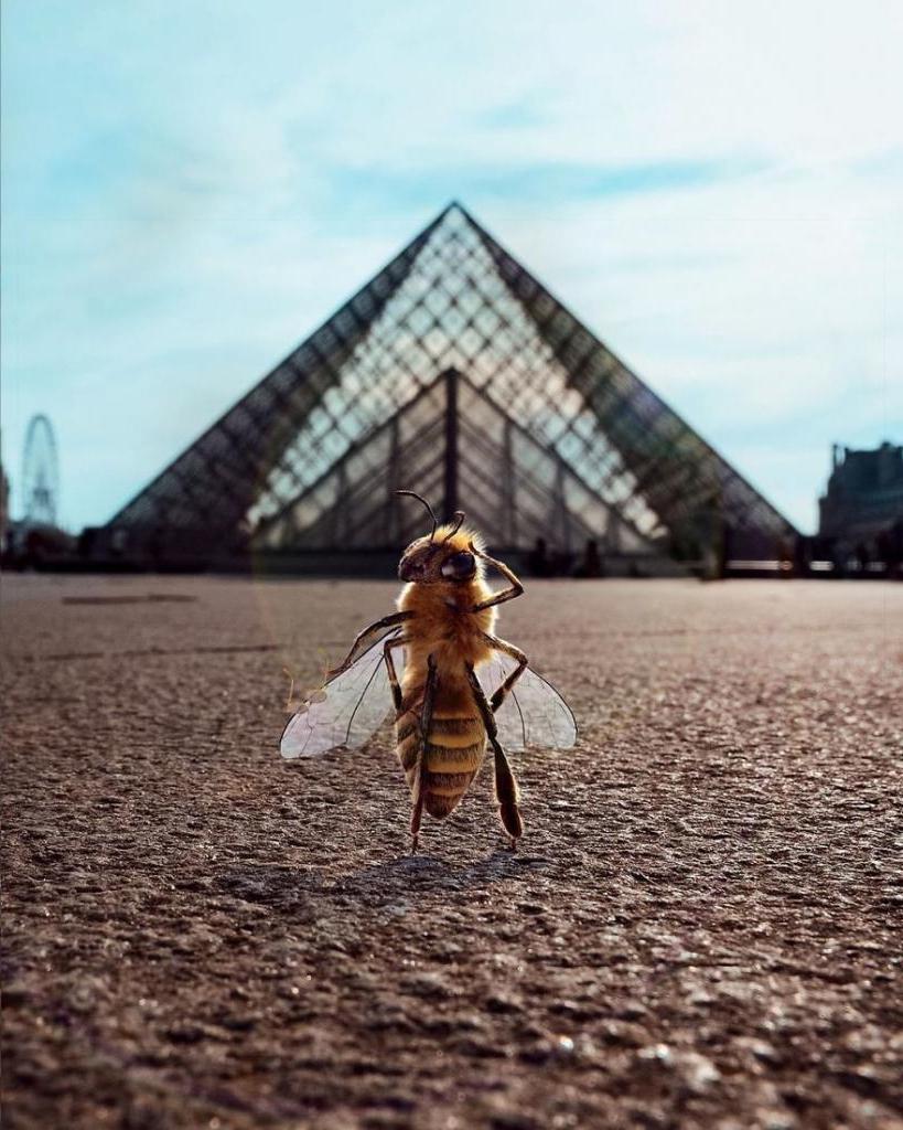 Пчеловод собирает деньги в фонд защиты пчел, публикуя забавные посты в специальном аккаунте в Instagram