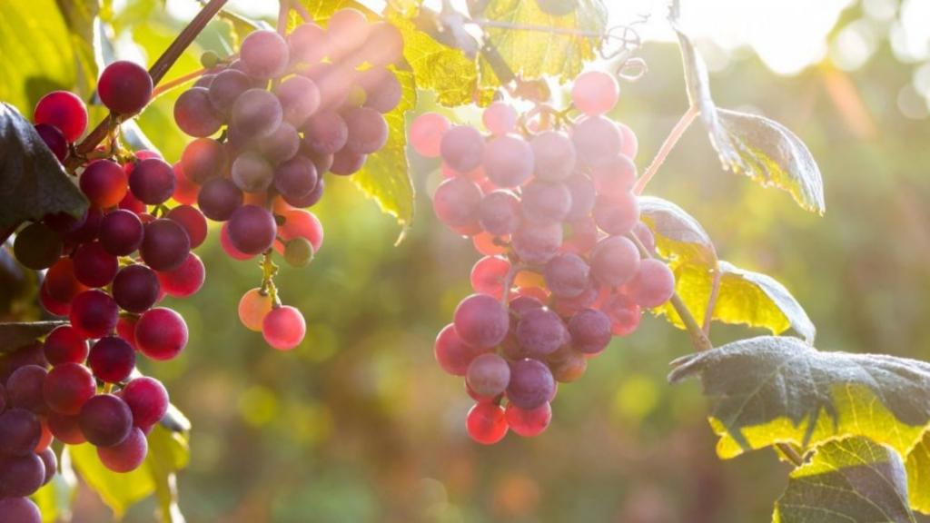 Чем подкормить виноград перед осенней обрезкой и укрытием
