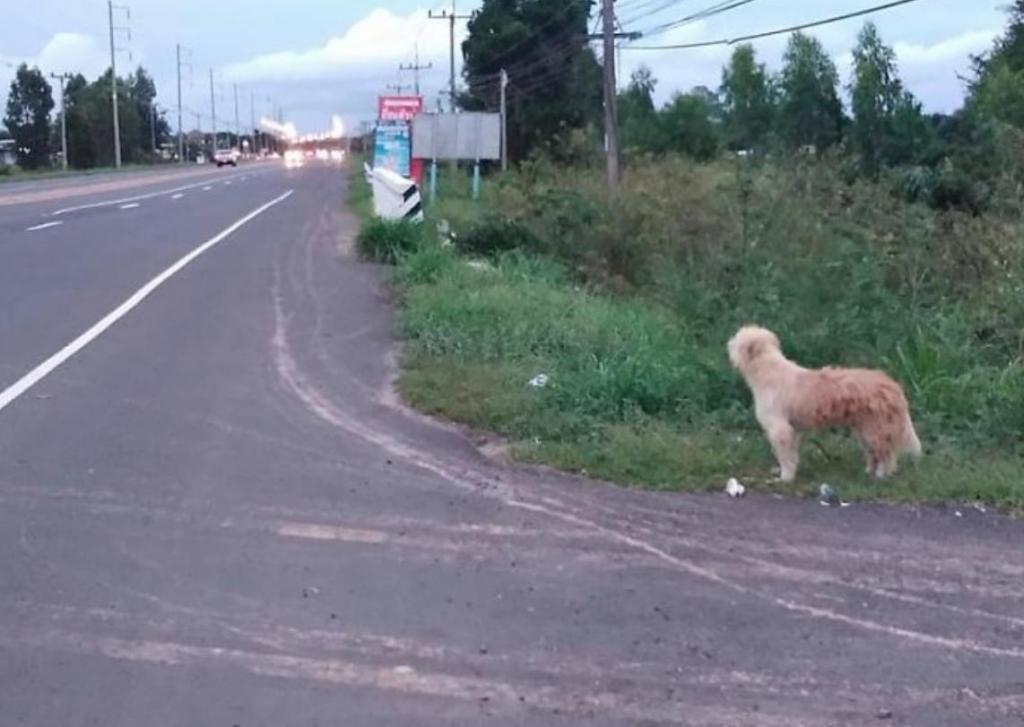 Хатико новая усмань. Собака на обочине дороги. Собака ожидающая на дороге. Щенок на обочине дороги. Хатико у дороги.