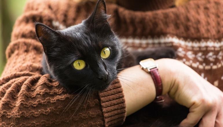 Хэллоуин опасен для черных котов! Интересные факты о черных питомцах