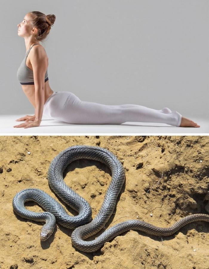 Змеи беременной женщине к чему. Поза змея. Позы змей. Змеиная поза.