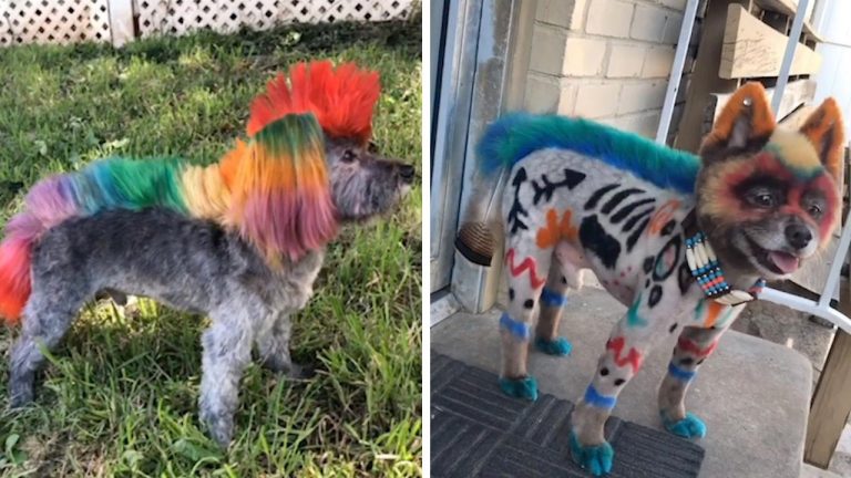 Женщина, которая делает удивительные стрижки для собак, стала звездой в Сети