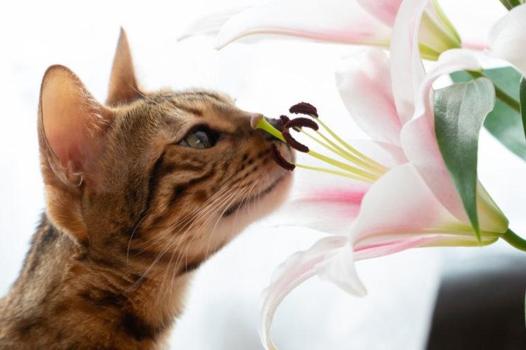Не только клубки и растения: вещи, которые лучше убрать подальше, если в доме живут кошки