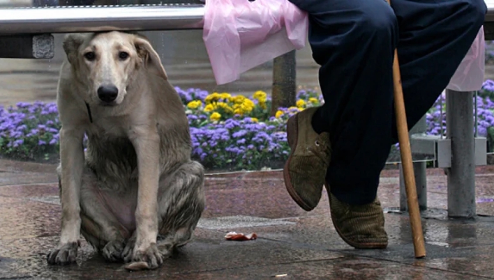 Почему за некоторыми людьми на улице постоянно увязываются собаки