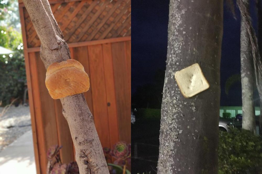 Зачем люди крепят хлеб к деревьям?  Вирусный  вопрос, который удивил соцсети