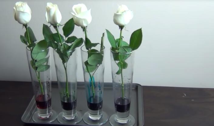 Решила проверить, можно ли покрасить розы самостоятельно, и поставила их в стаканы с пищевыми красителями. Что произошло через несколько часов: фото