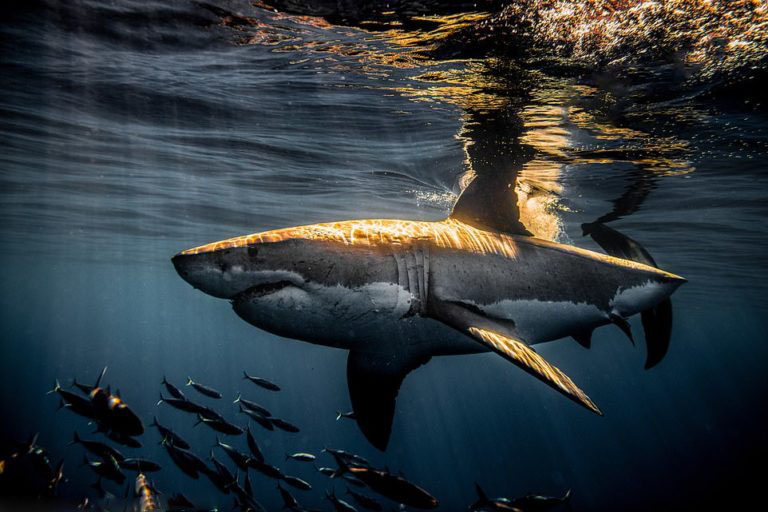 Фотограф-натуралист одержим акулами: великолепные фотографии хищников моря это доказывают