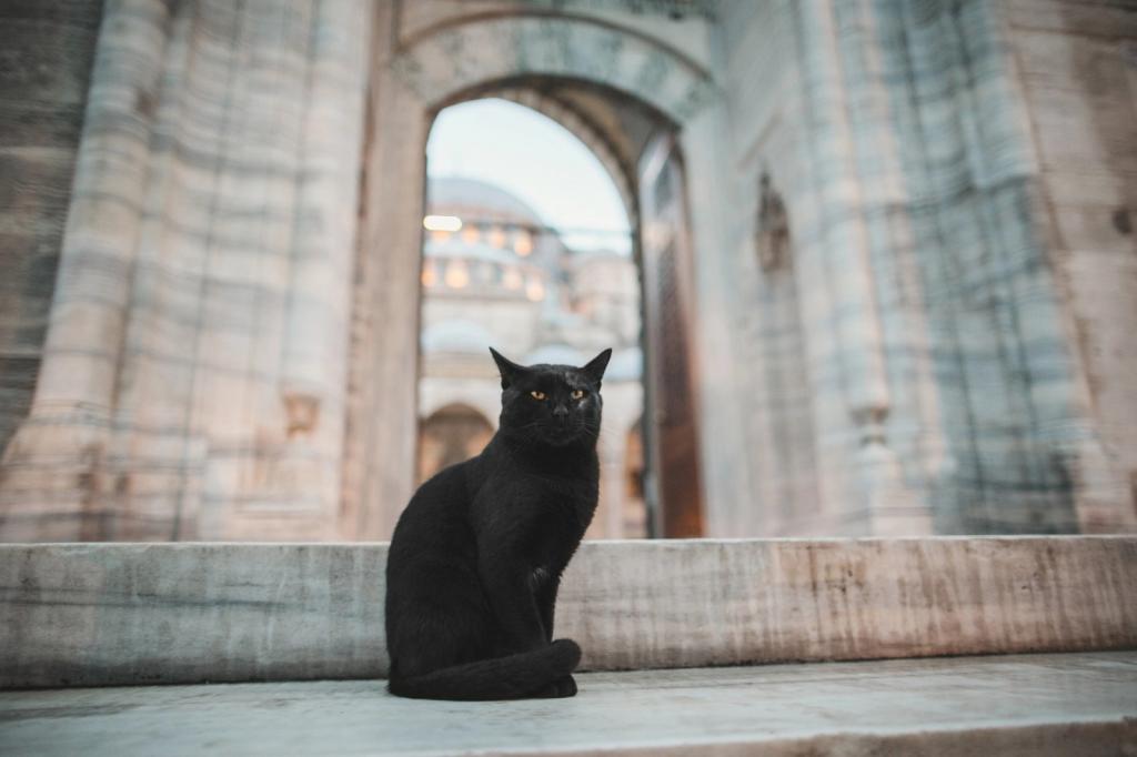 Черная кошка, число 13: как суеверия, по мнению экспертов, сказываются на нашем психическом здоровье