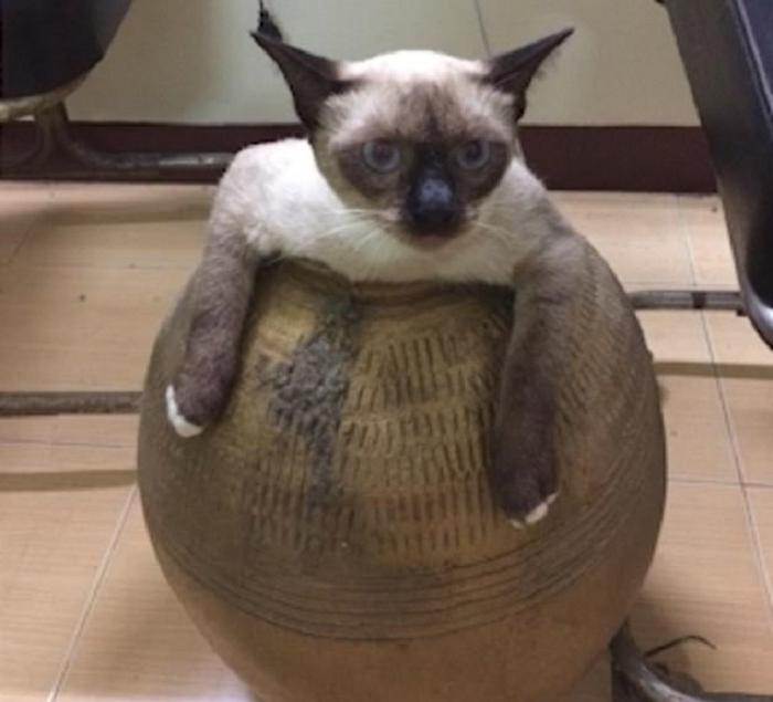 Кошка залезла в вазу, а выбраться уже не смогла: все потому, что кто то слишком много ест