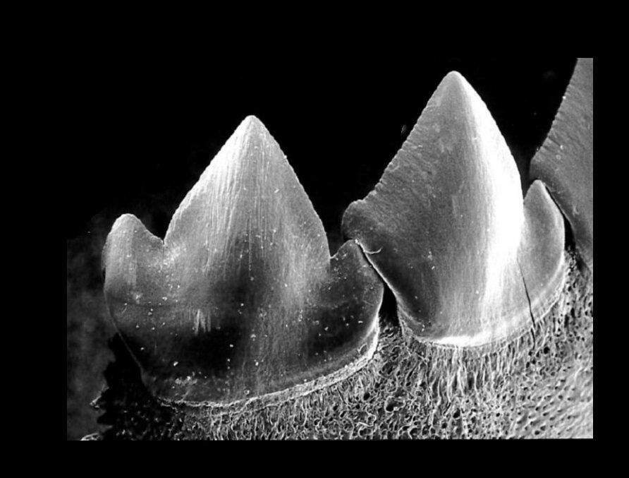 Не растут поодиночке и выпадают все сразу: ученые выяснили, почему зубы пираньи такие опасные