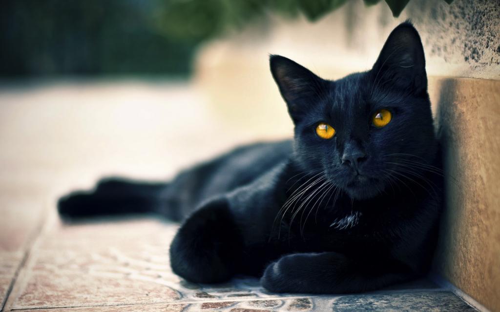 Черная кошка, скрещивание пальцев, число 13: откуда появились самые популярные суеверия