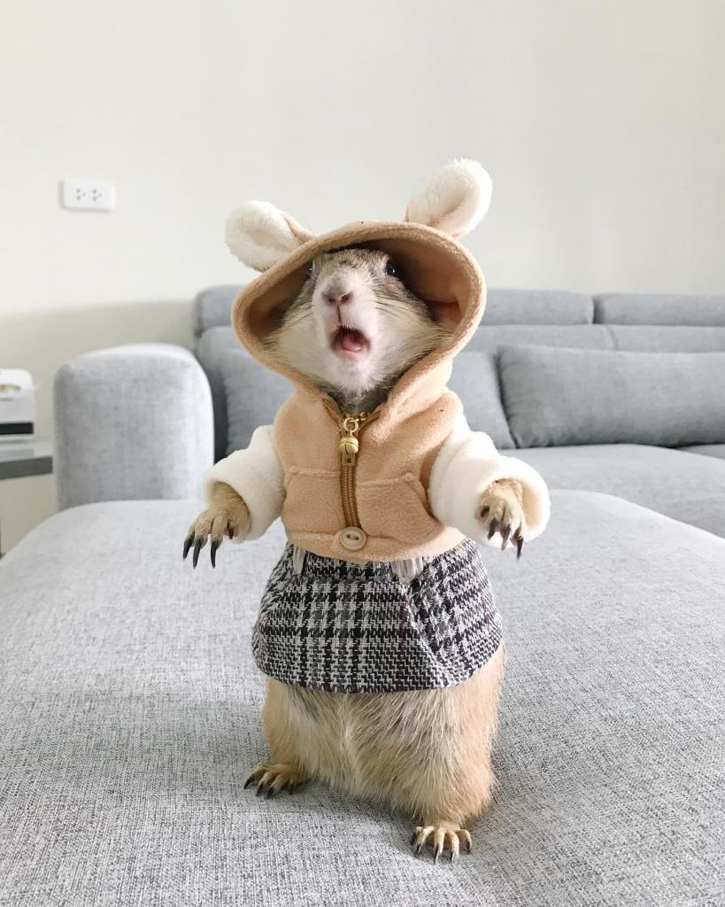 Пимпа Ван: харизматичная луговая собачка, которая умиляет пользователей Instagram своими нарядами