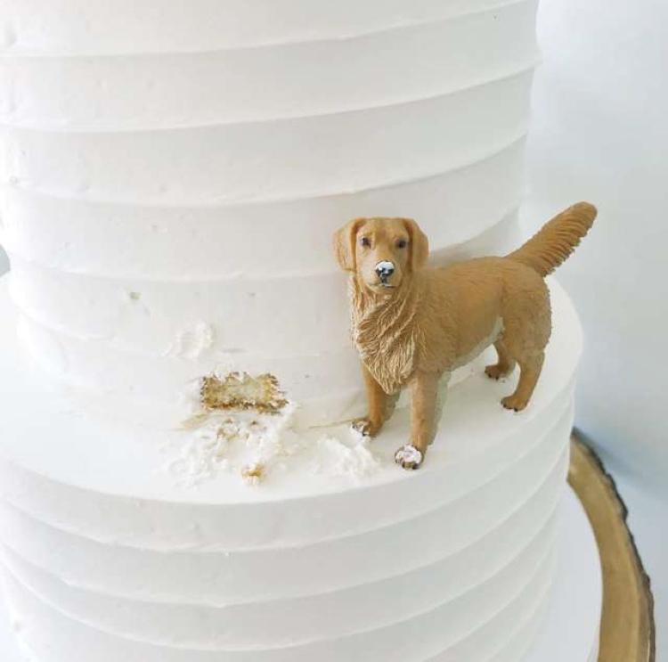 Собака стала неожиданным участником свадебной церемонии. Как это было (фото)