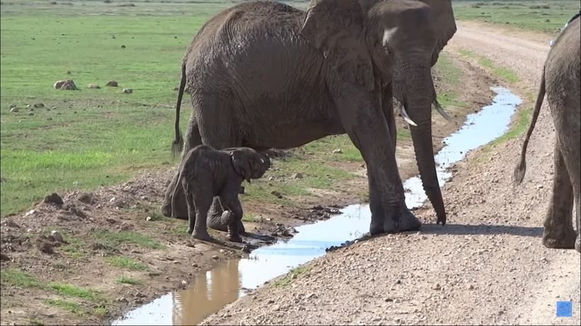 И у слоненка могут быть страхи. Животное боится воды, но набирается смелости, чтобы перейти ручеек