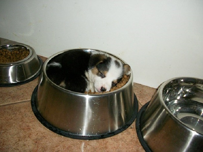 Ты не ты, когда хочешь спать: 10 забавных фото собак, которые так хотели спать, что уснули в неудобных местах