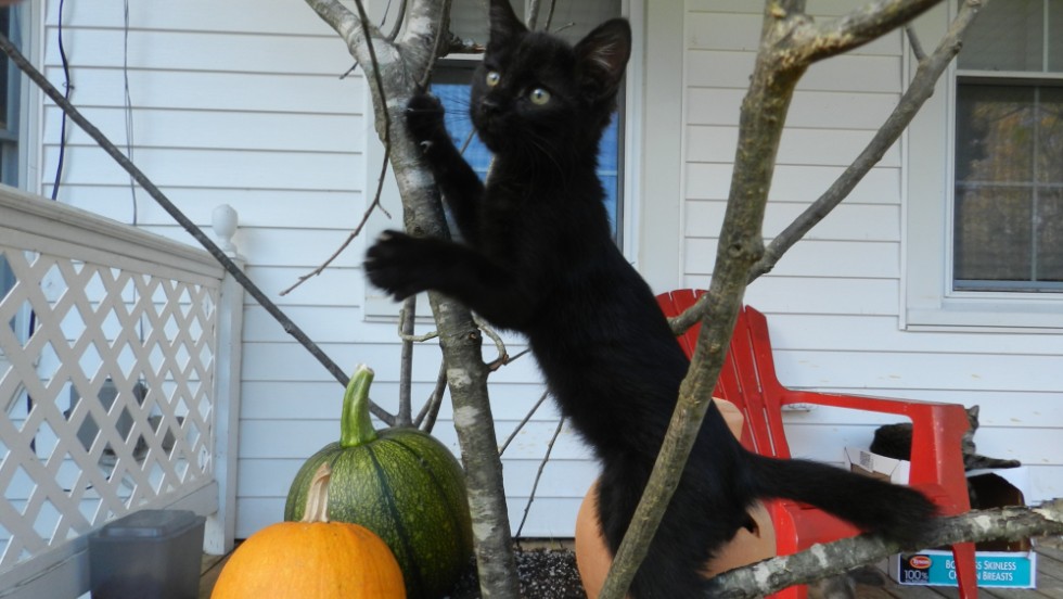 Хэллоуин опасен для черных котов! Интересные факты о черных питомцах