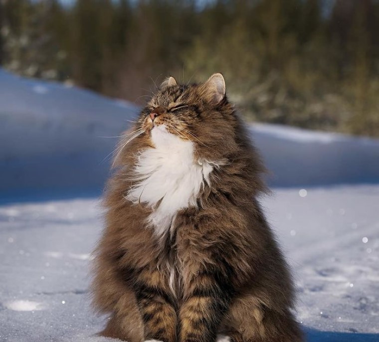 Фотографии очень пушистого кота, живущего в Финляндии, покорили интернет: публика обожает смотреть, как Сэмпи играет в снегу