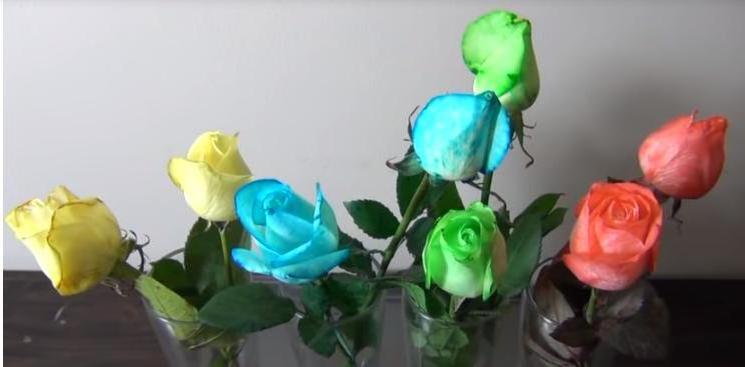 Решила проверить, можно ли покрасить розы самостоятельно, и поставила их в стаканы с пищевыми красителями. Что произошло через несколько часов: фото