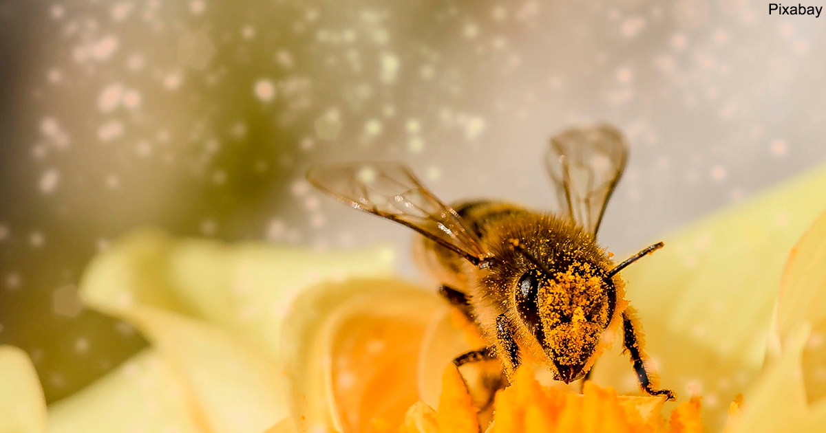 Пчелы официально объявлены самыми важными существами на Земле