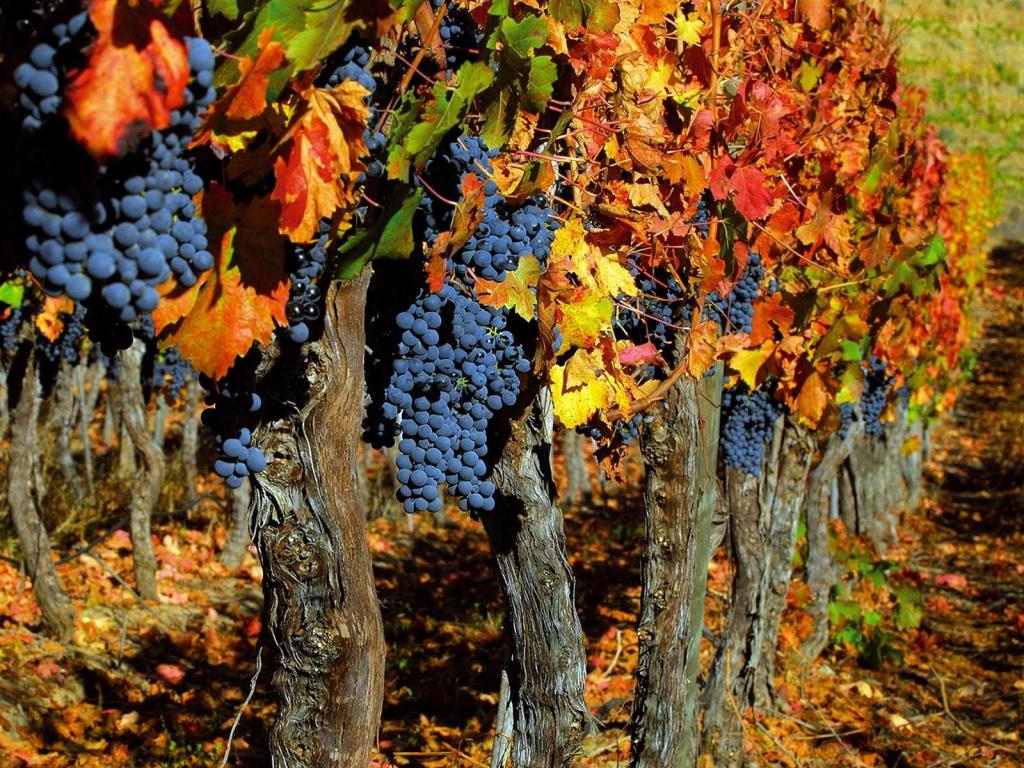 Чем подкормить виноград перед осенней обрезкой и укрытием