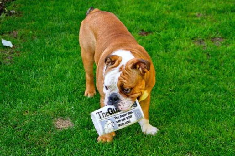 Веселые фотографии собак с газетами. Это действительно мило и курьезно
