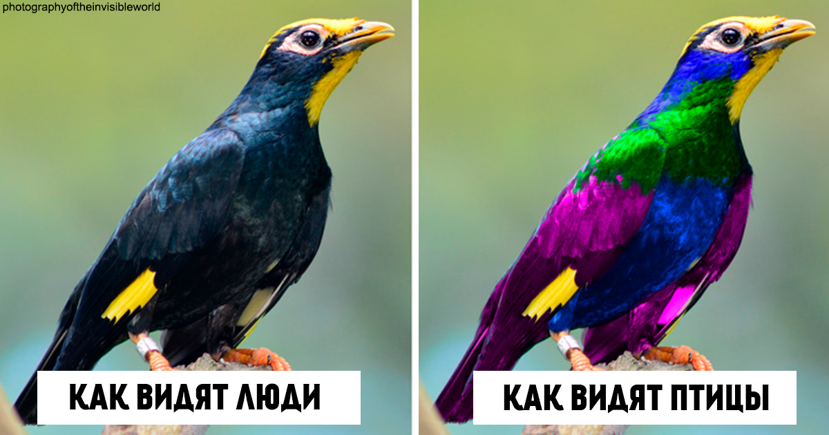 Вот как птицы видят мир по сравнению с людьми