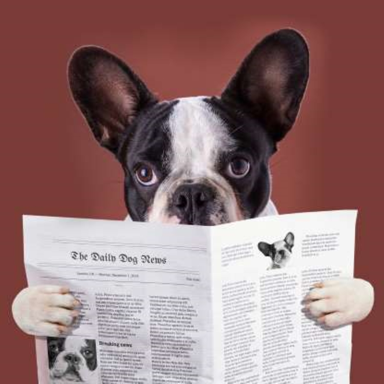 Веселые фотографии собак с газетами. Это действительно мило и курьезно