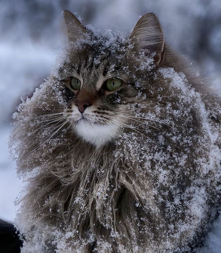 Фотографии очень пушистого кота, живущего в Финляндии, покорили интернет: публика обожает смотреть, как Сэмпи играет в снегу