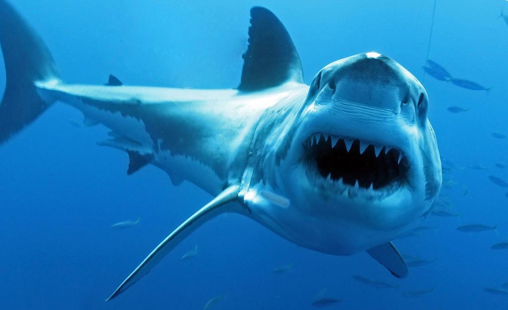 Все акулы   кровожадные хищники, они умеют плавать задом наперед и выпрыгивать из воды: мифы об акулах, которые навязал нам кинематограф