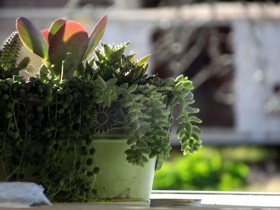 Ученые выяснили: домашние растения не улучшают качество воздуха