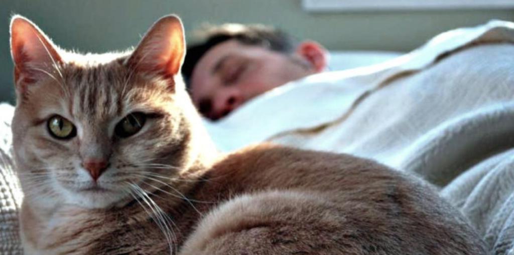 Радуетесь, что ваш котик любит спать на постели рядом с вами? Как это отражается на вашем здоровье