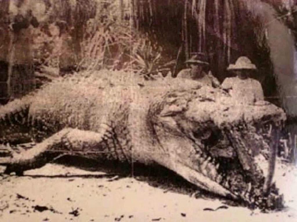 На самом деле миф: реальные факты о фотографии гигантского крокодила