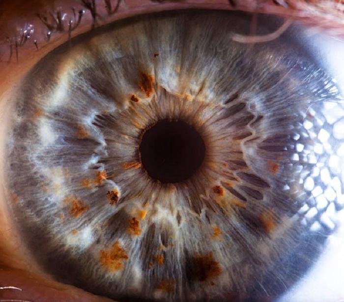Как выглядит человеческий глаз крупным планом: 10 впечатляющих фото