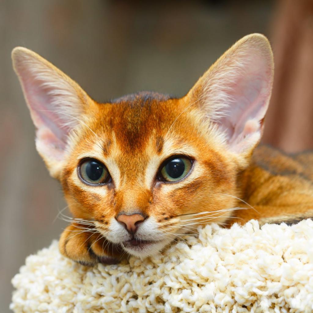 Любвеобильный питомец: эксперты рассказали о самых ласковых породах кошек
