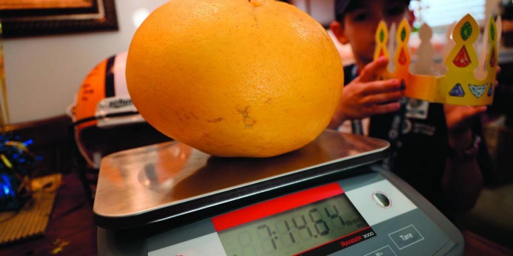 Новый рекордсмен: в США вырастили грейпфрут весом 3,6 кг   он попал в Книгу рекордов Гиннесса